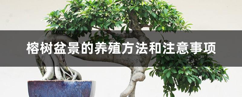 Cultivation methods and precautions for banyan bonsai