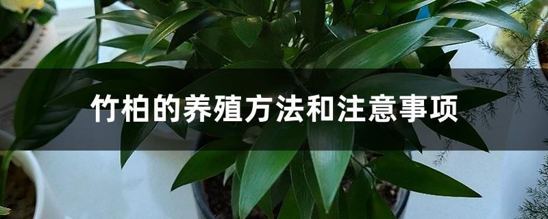 Bamboo and cypress cultivation methods and precautions