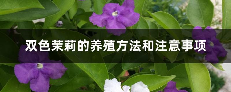 Cultivation methods and precautions for bicolor jasmine