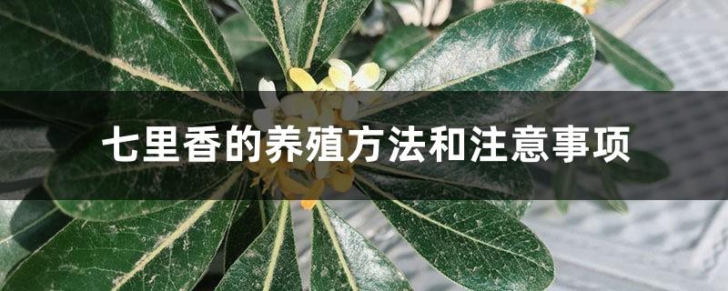 Cultivation methods and precautions of Qilixiang