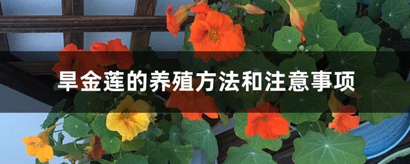 Nasturtium cultivation methods and precautions