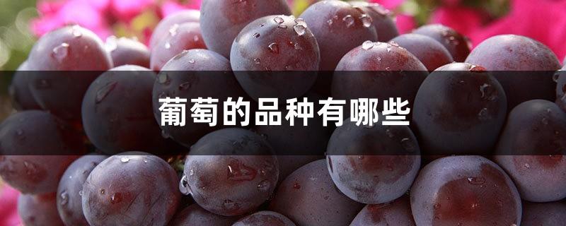 What are the varieties of grapes