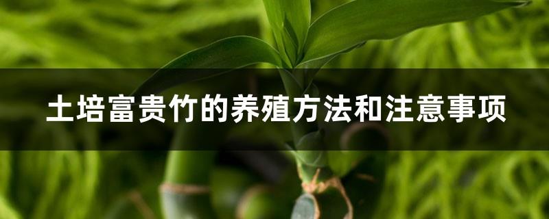 Cultivation methods and precautions for soil-cultured lucky bamboo