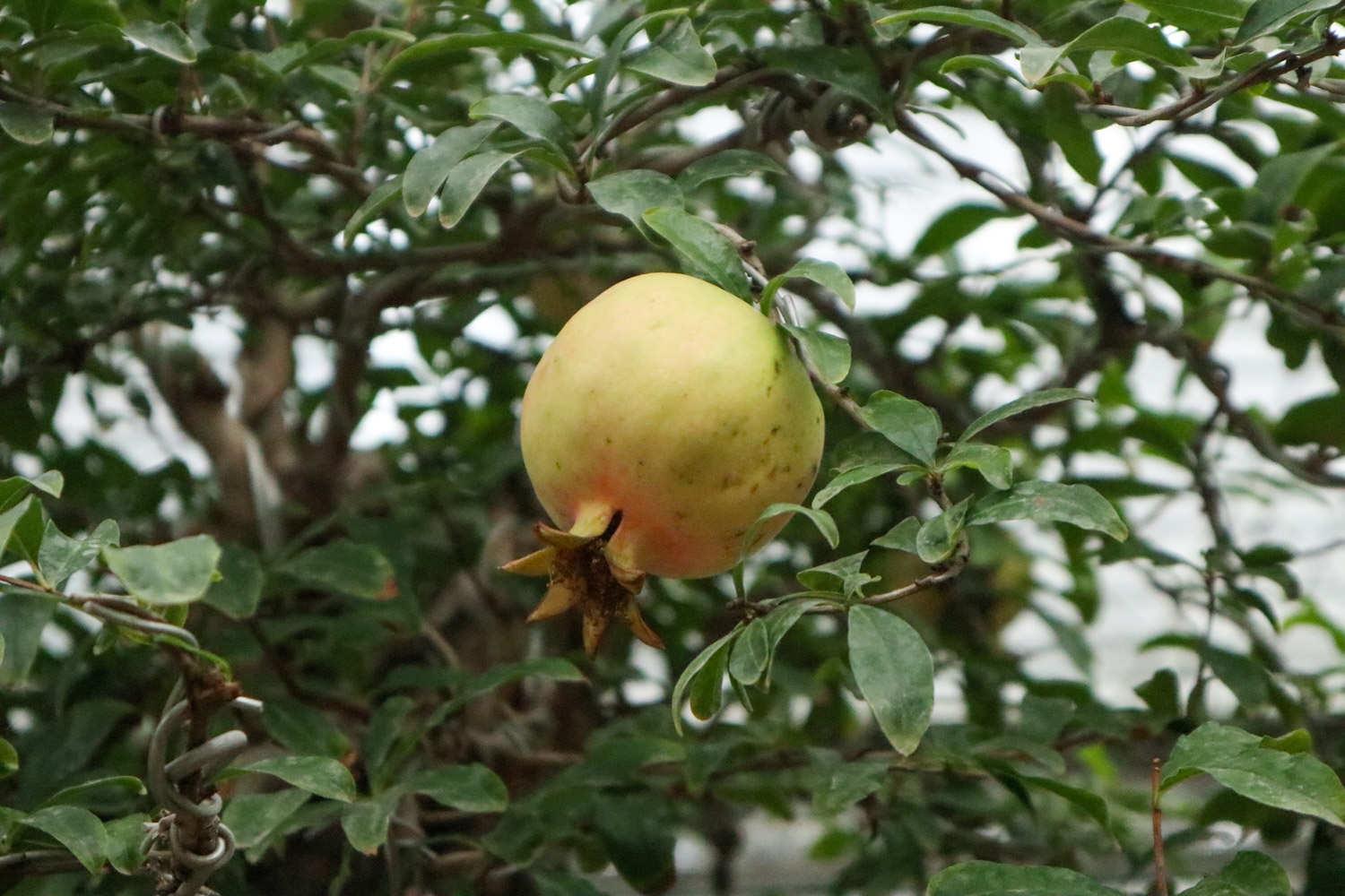 Pomegranate