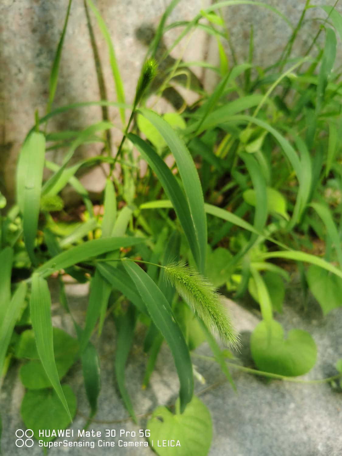 Setaria