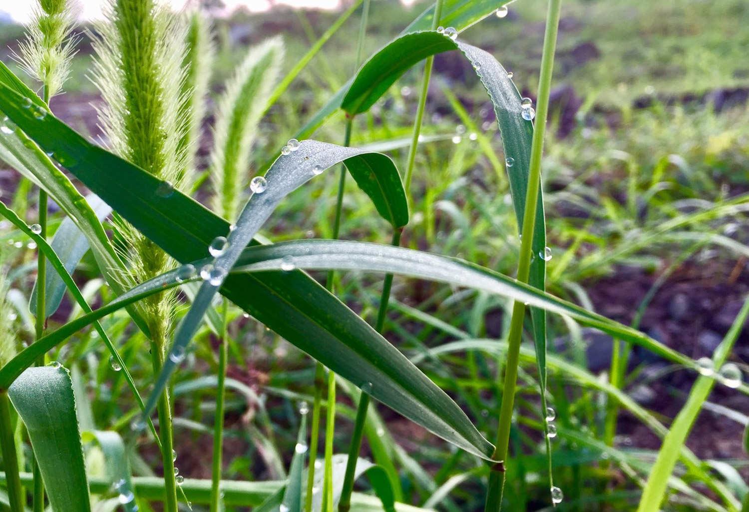 Setaria