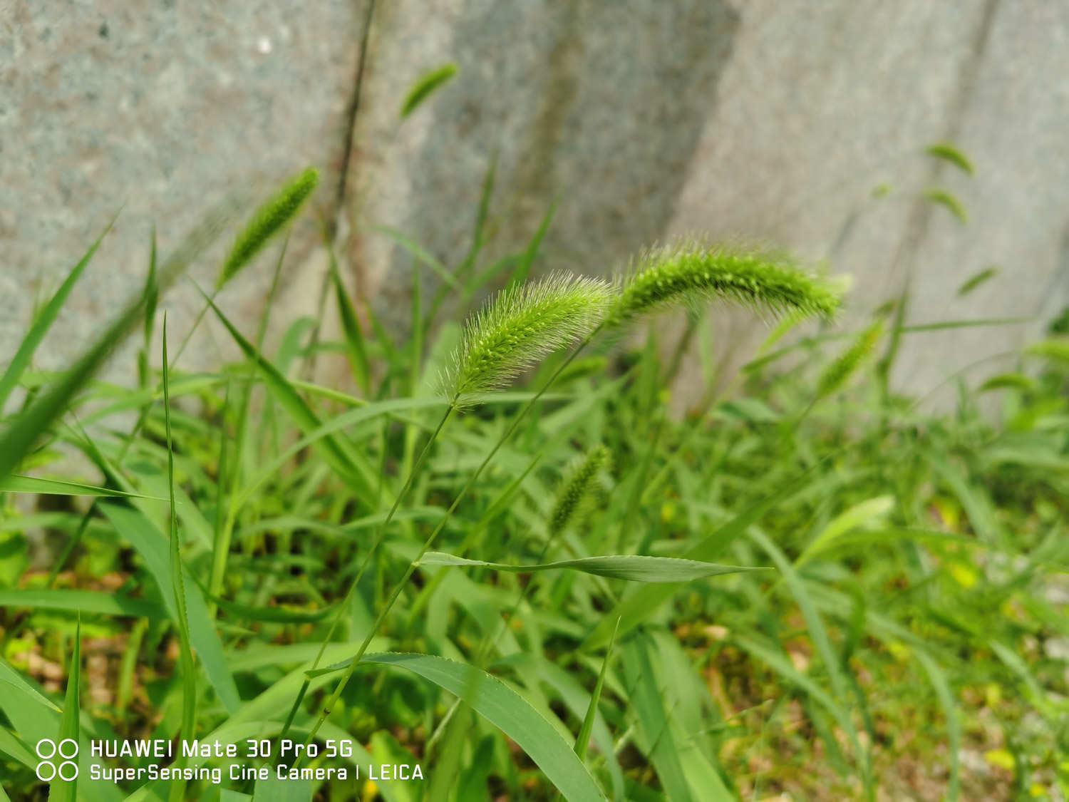 Setaria