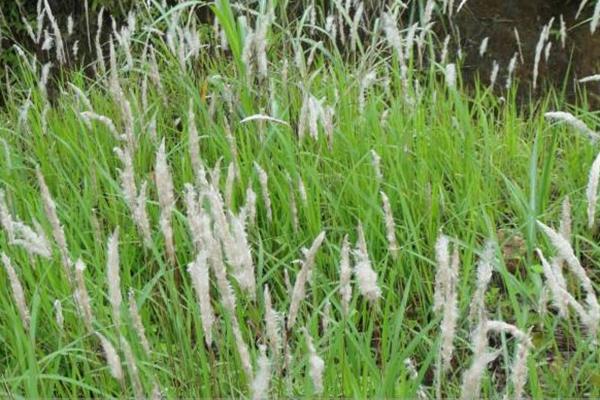 Weeds that are not available for free, but their roots are more expensive than pork. Don't step on them after you see them