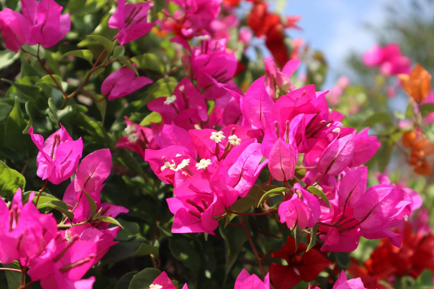 Bougainvillea