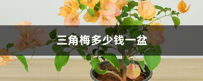 How much does a bougainvillea cost per pot