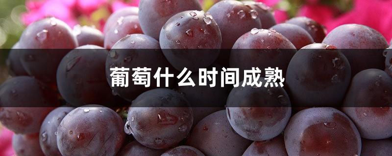 When do the grapes mature?