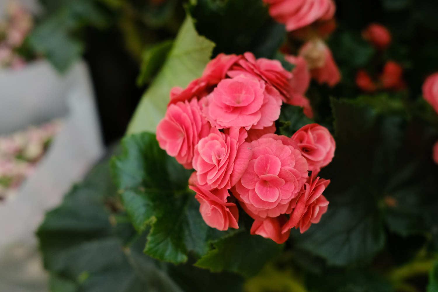 Leige Begonia