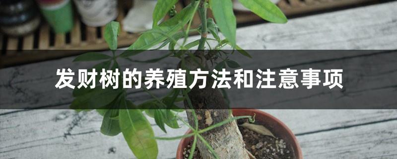 Money tree farming methods and precautions