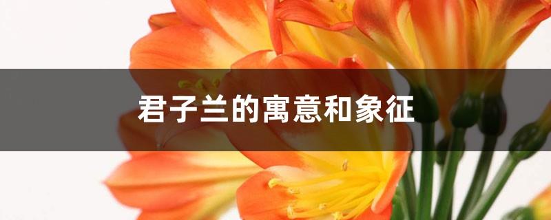 The meaning and symbol of Clivia