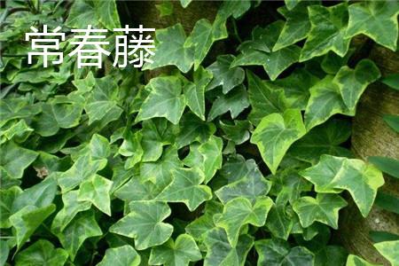 Ivy leaves