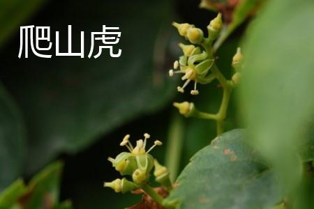 Ivy Flowers