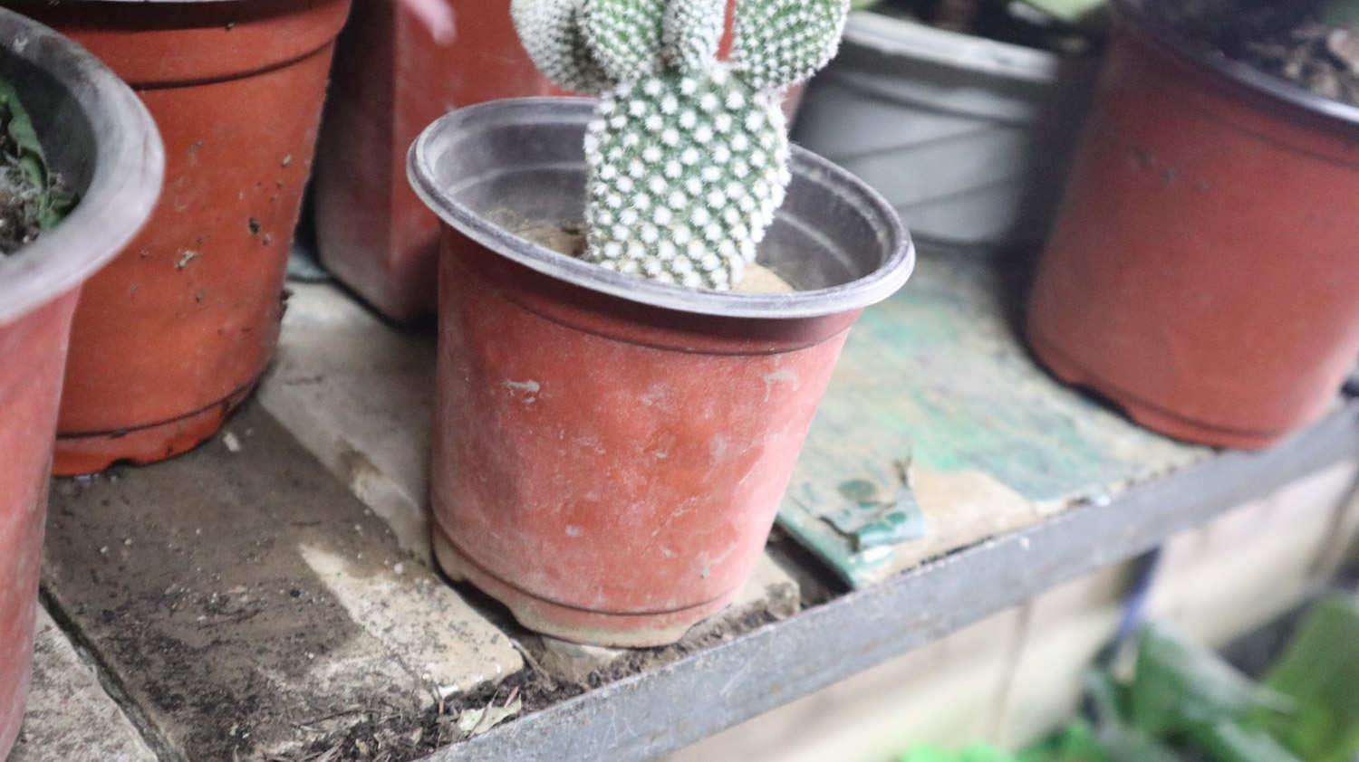 Cactus