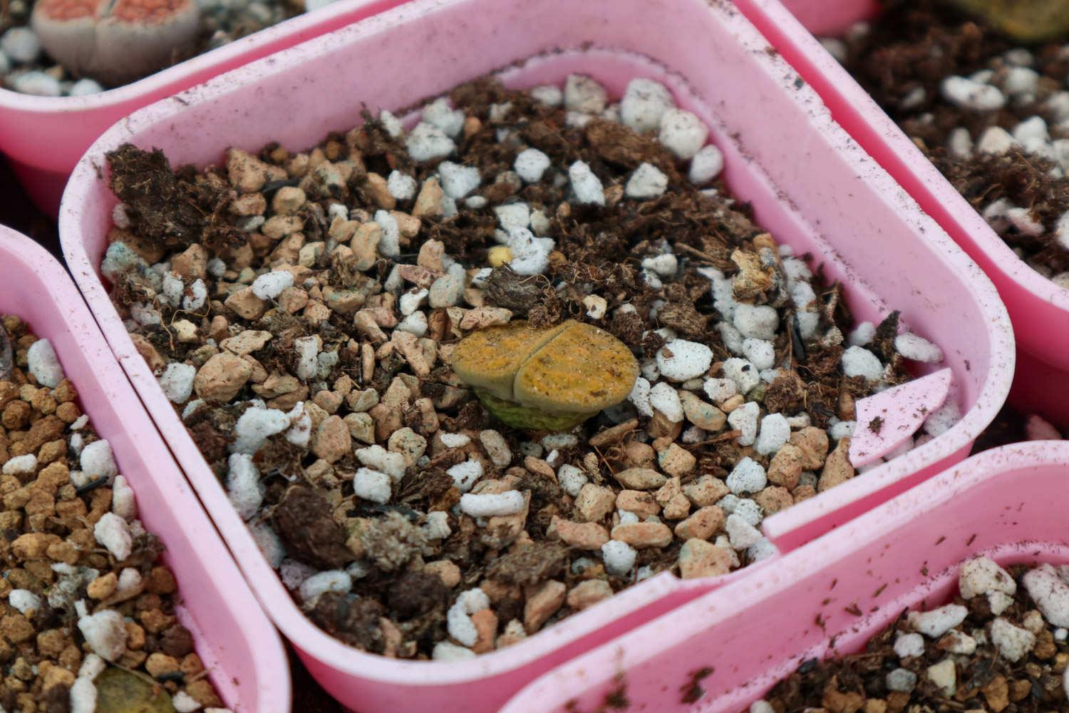 Lithops