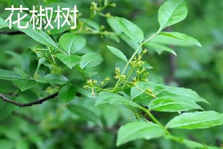 Zanthoxylum bungeanum