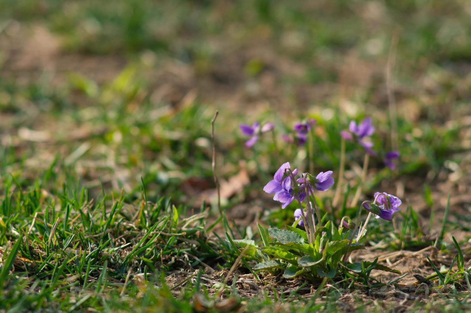 Purple-flowered Dips