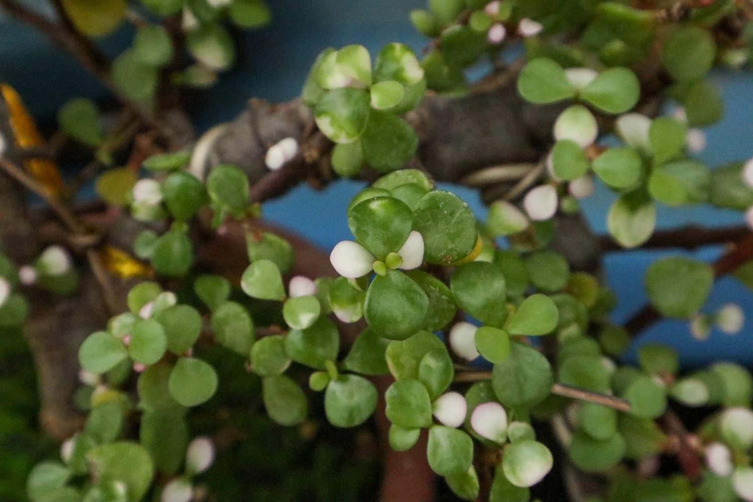 Golden Branches and Jade Leaves