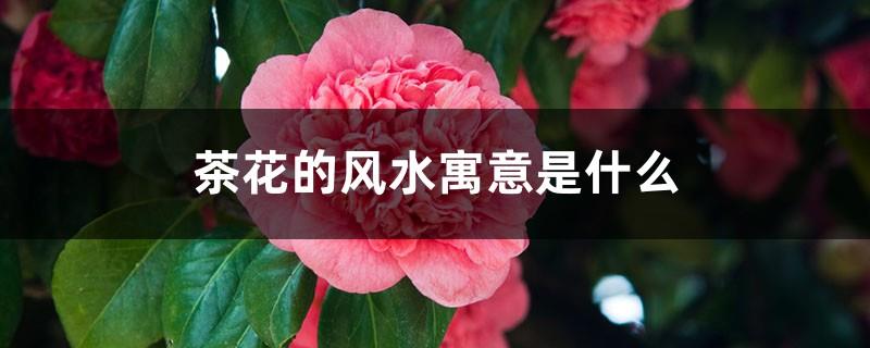 What is the Feng Shui meaning of Camellia