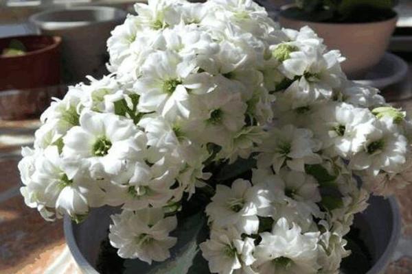 Plant these flowers in autumn, they are easy to maintain and live, and they will turn into balls as soon as they bloom!