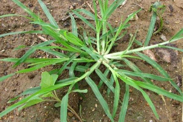 These are plants that were common in my childhood, but I couldn't even name them! See if any of them look familiar to you!