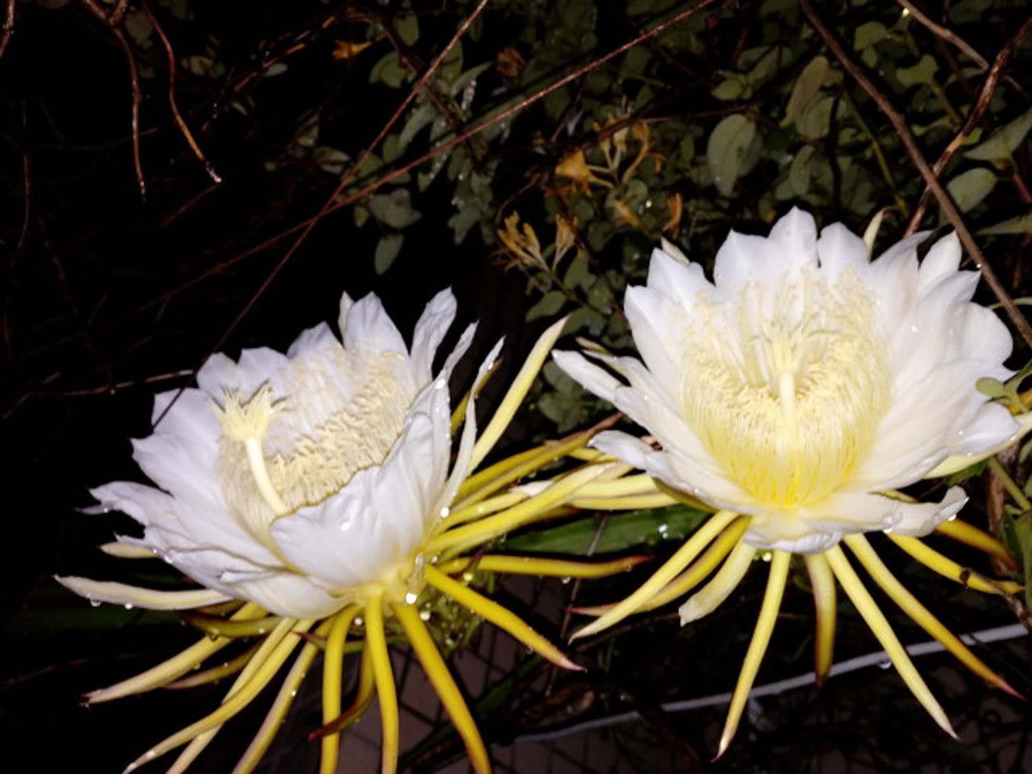 Ephemeral Epiphyllum