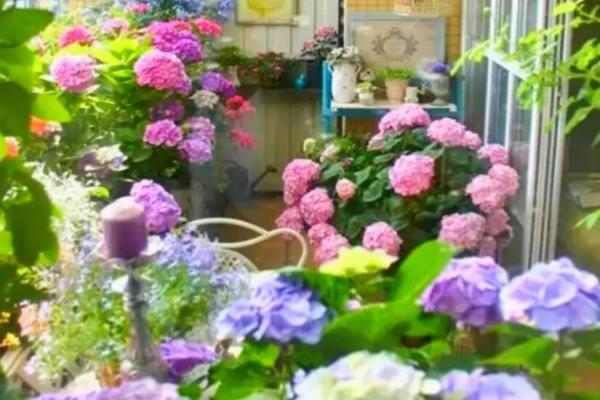 Balcony Flower Gardening Manual, 3㎡ can also be turned into a garden, I really want to stay at home every day!