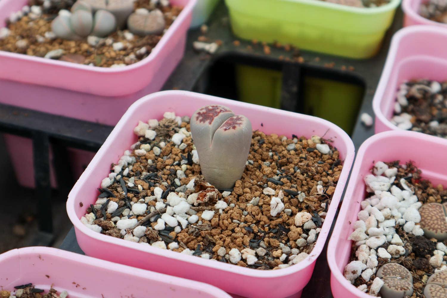 Lithops