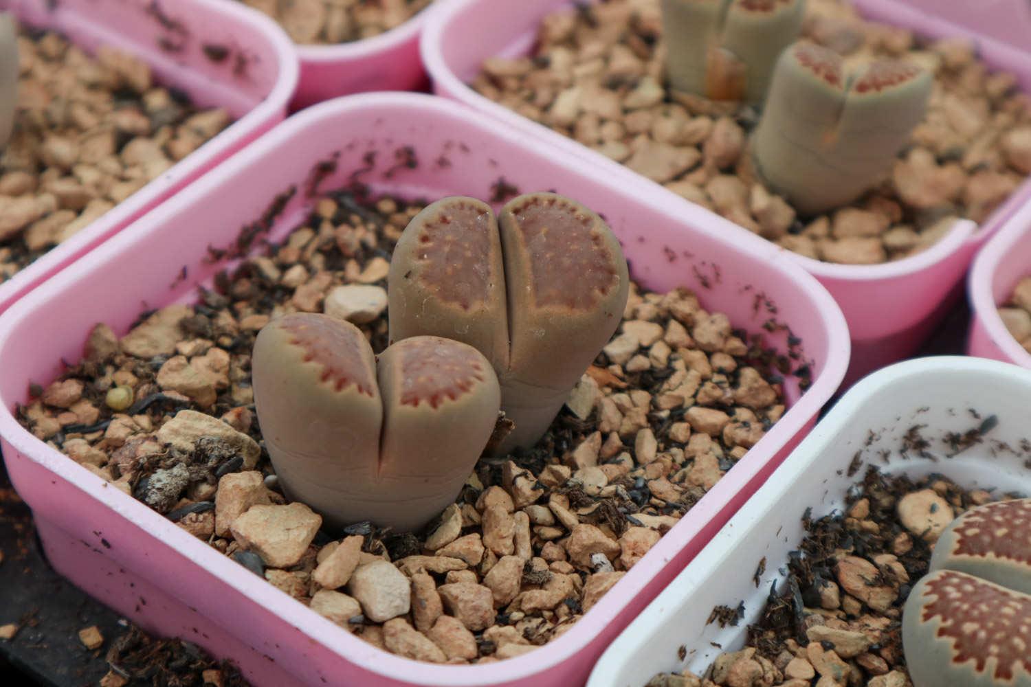 Lithops