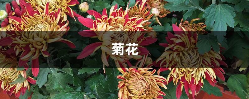 10 beautiful chrysanthemums, popular items during National Day, so shocking!