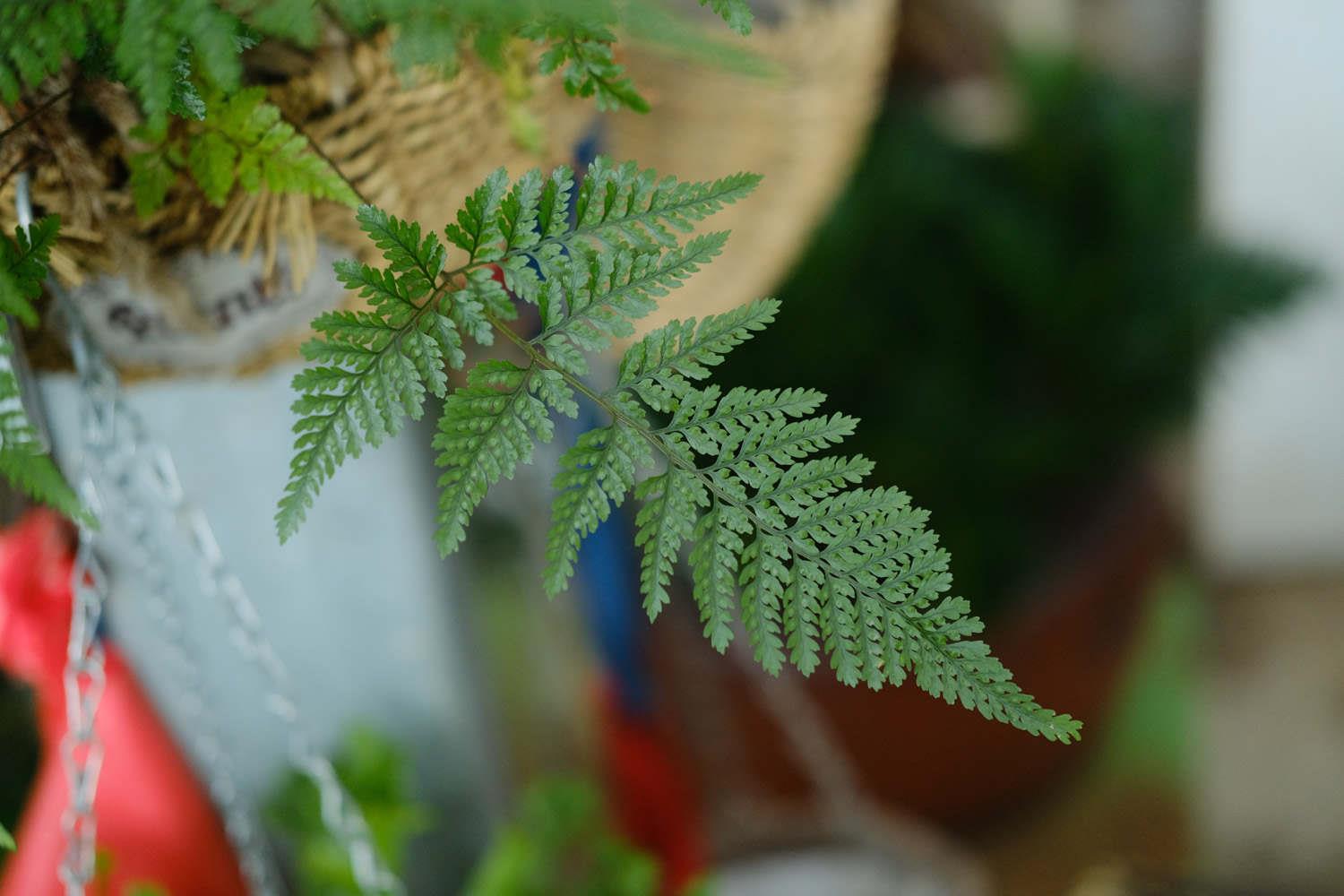 fern