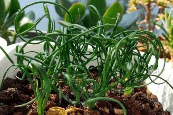 Still raising pothos Chlorophytum? You can make a lot of money by raising a pot of these strange flowers and plants!<br>
<strong id=