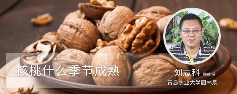 When are walnuts ripe?