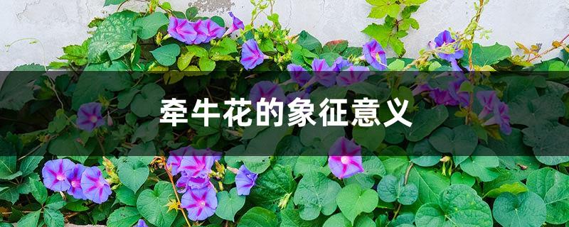 The symbolic meaning of morning glory