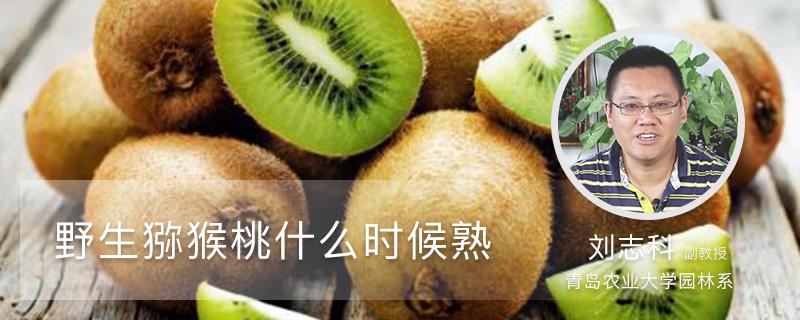 When does wild kiwi ripen