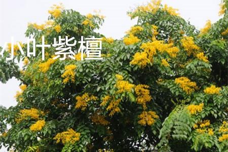 Red Sandalwood Flower.jpg