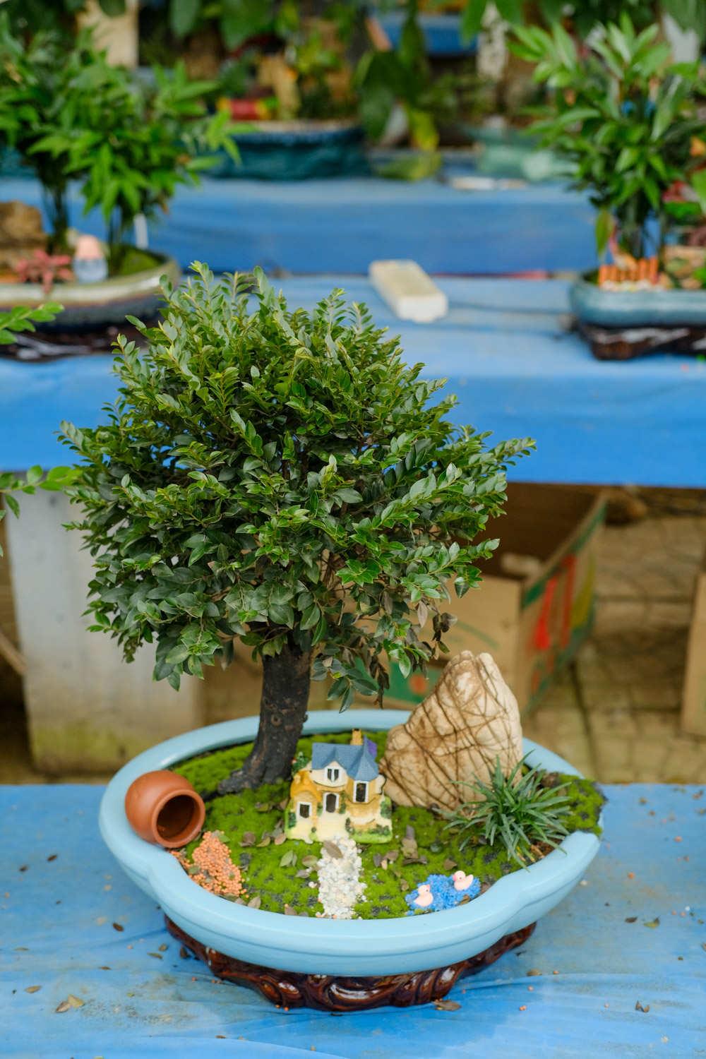 Bonsai