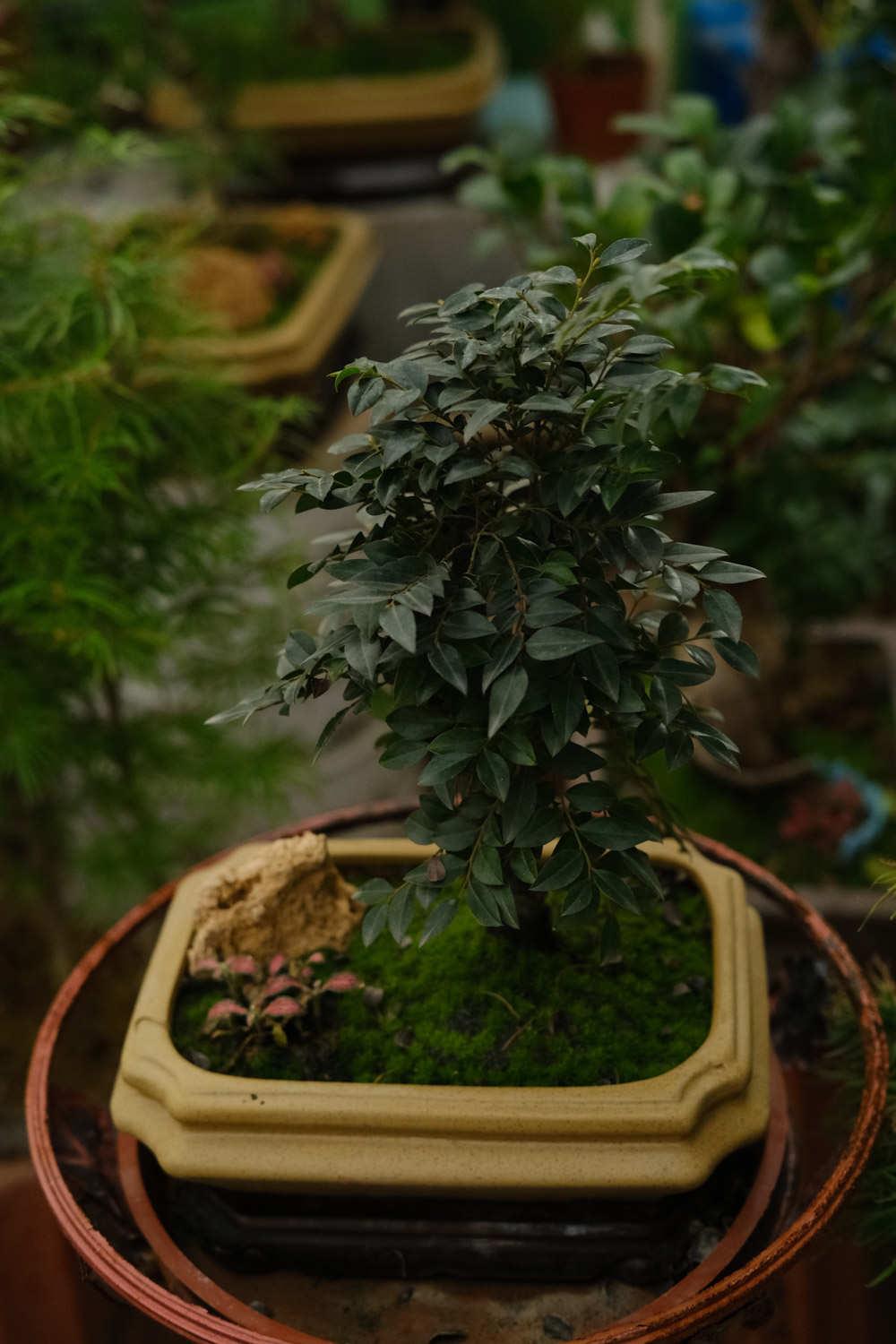 Bonsai