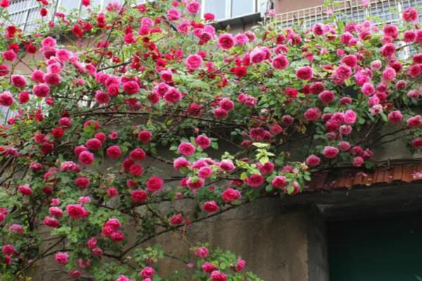 I raise it in a pot at home. It jumps to 1 meter in 10 days, and the flowers cover the walls. It is the envy of people from all over the world!