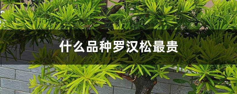 What kind of Podocarpus is the most expensive