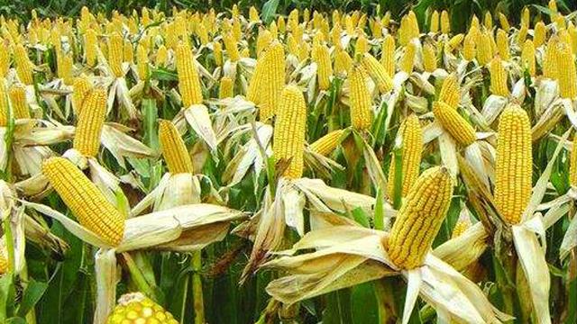 Corn Growth Cycle