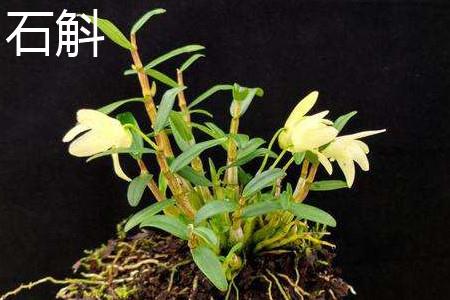 Dendrobium