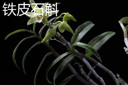 Dendrobium officinale