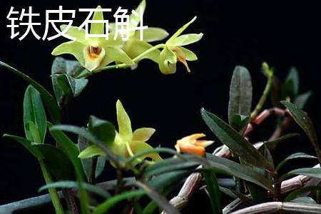 Dendrobium officinale