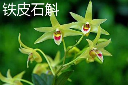 Dendrobium officinale