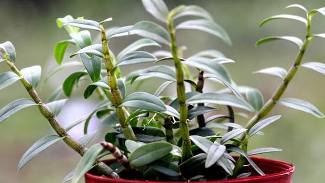 The difference between Dendrobium and Dendrobium officinale