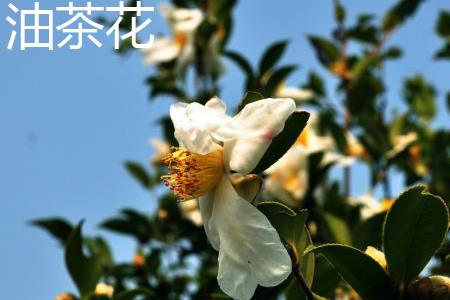 Camellia oleifera